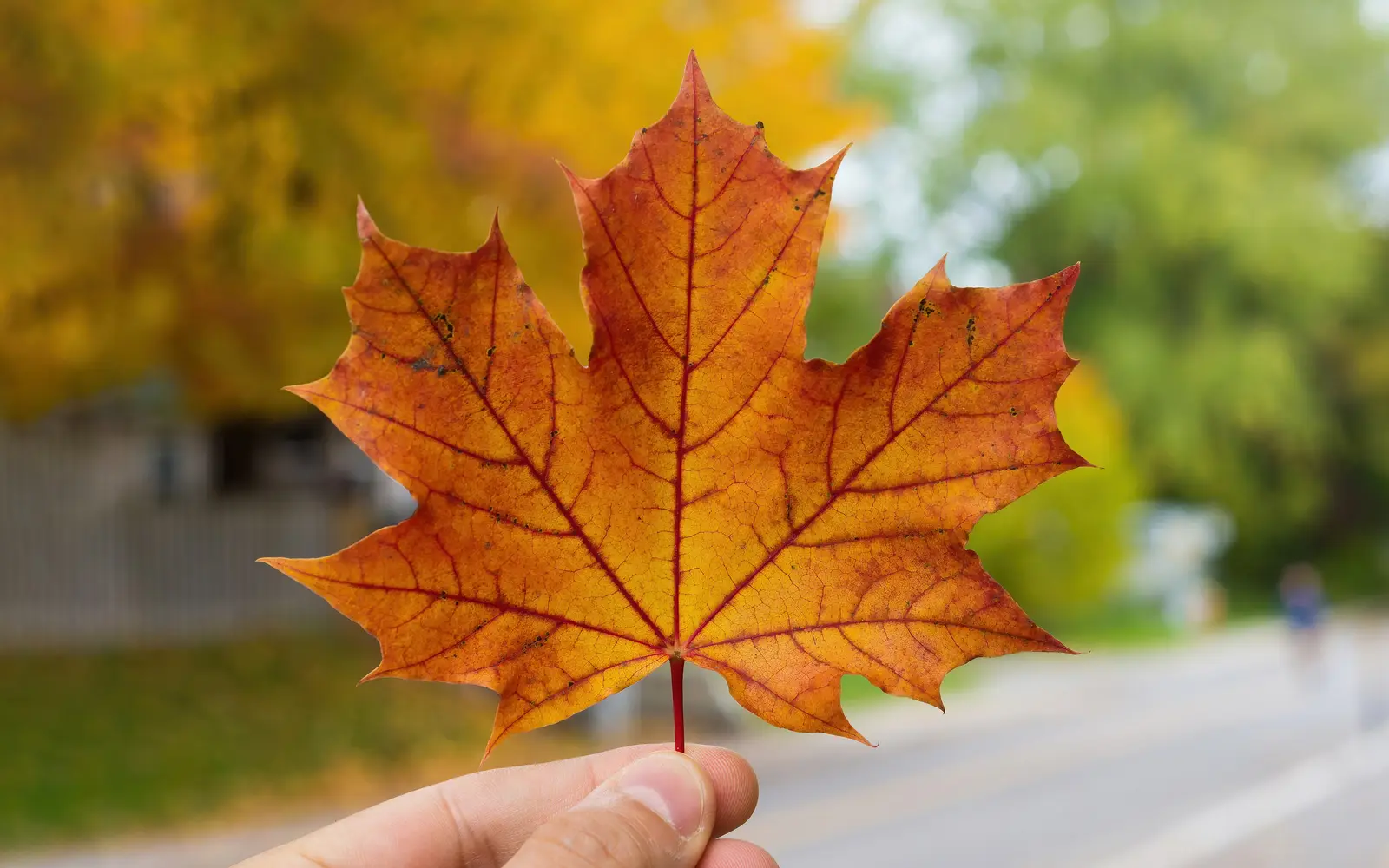 Autumn maple leaves in Canada